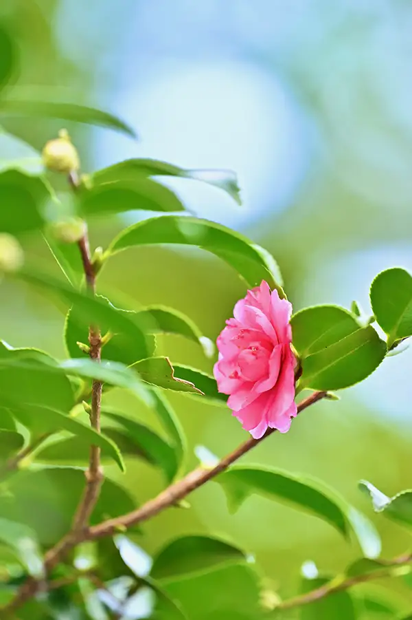 “神社の片隅に咲く、一輪のピンク色の花”