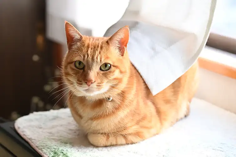 窓辺の茶トラの猫